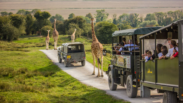 Digital Animal Adoption with Entry to Port Lympne Reserve and Safari for Two Adults