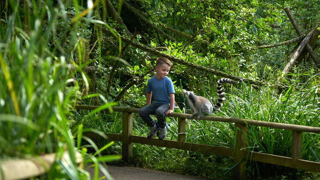 Digital Animal Adoption with Entry to Howletts Wild Animal Park for Two Adults