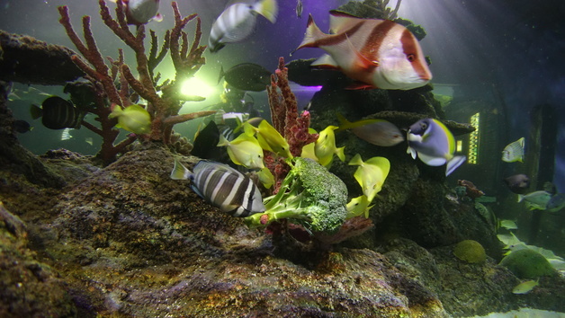 Child's Snorkelling Experience with Baby Sharks and Skegness Aquarium Entry