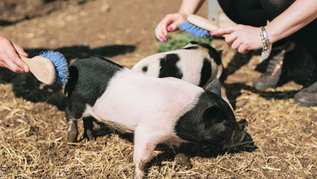 Pig Enthusiast Experience for One at Kew Little Pigs