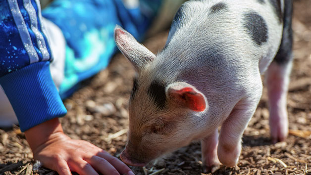 Piggy Pet and Play at Kew Little Pigs for One