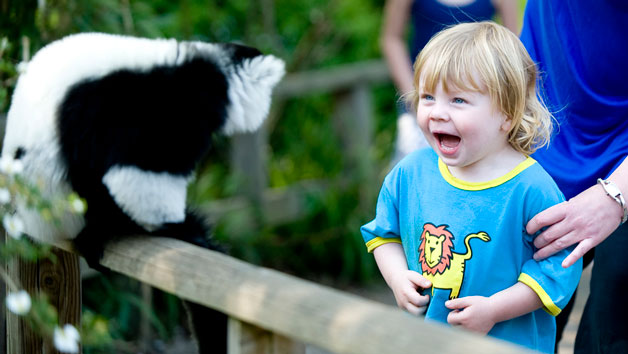 Digital Animal Adoption with Entry to Howletts Wild Animal Park for a Family of Four