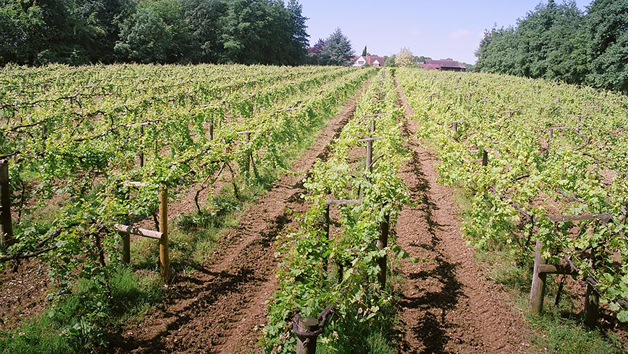 Tour and Tasting at Chiltern Valley Winery and Brewery for Two